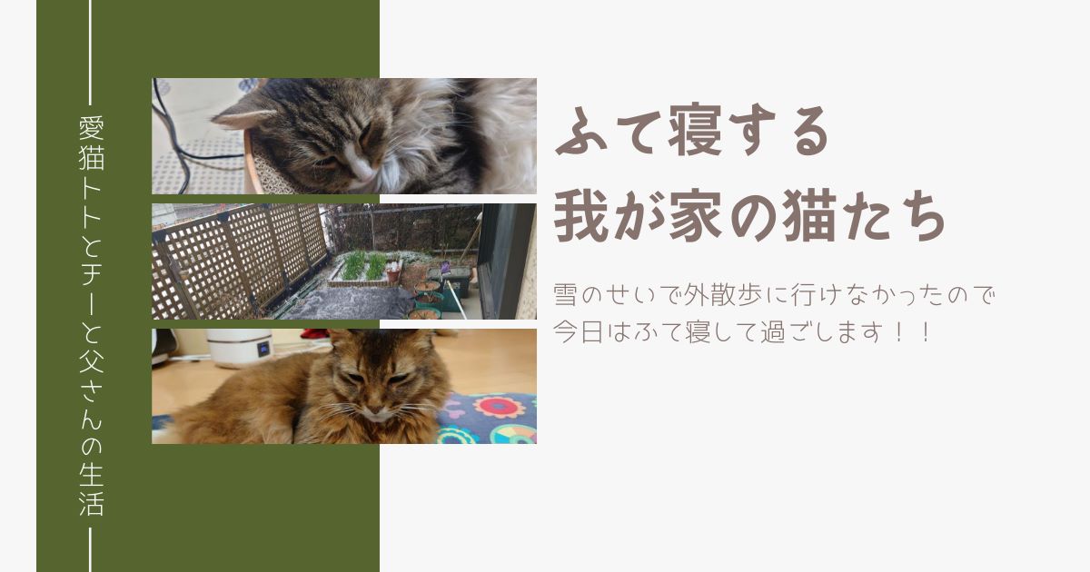 ふて寝する我が家の猫たち　～雪で外散歩にいけなかったので、今日はふて寝して過ごします！～