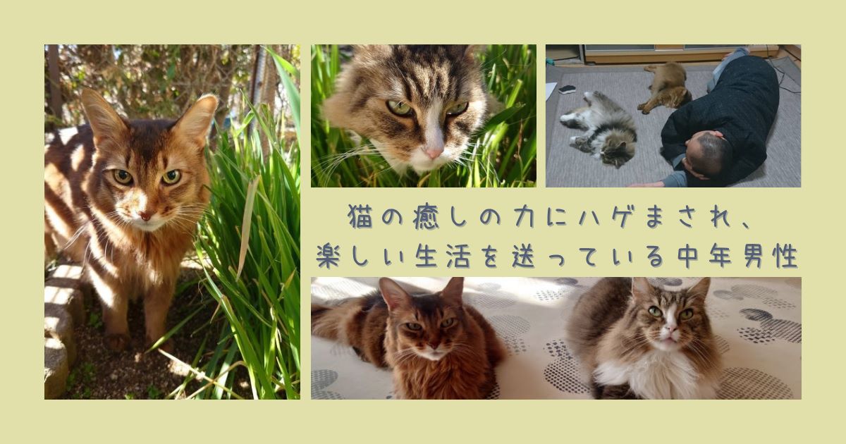 猫の癒しの力にハゲまされ、嫌なこともあるけれど、楽しい生活を送っている中年男性のお話です