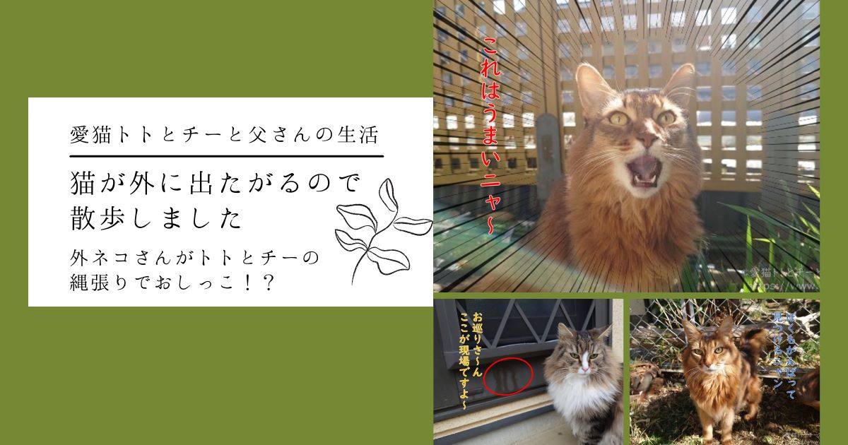 外猫が縄張りに侵入！その時我が家の猫が取った行動は？