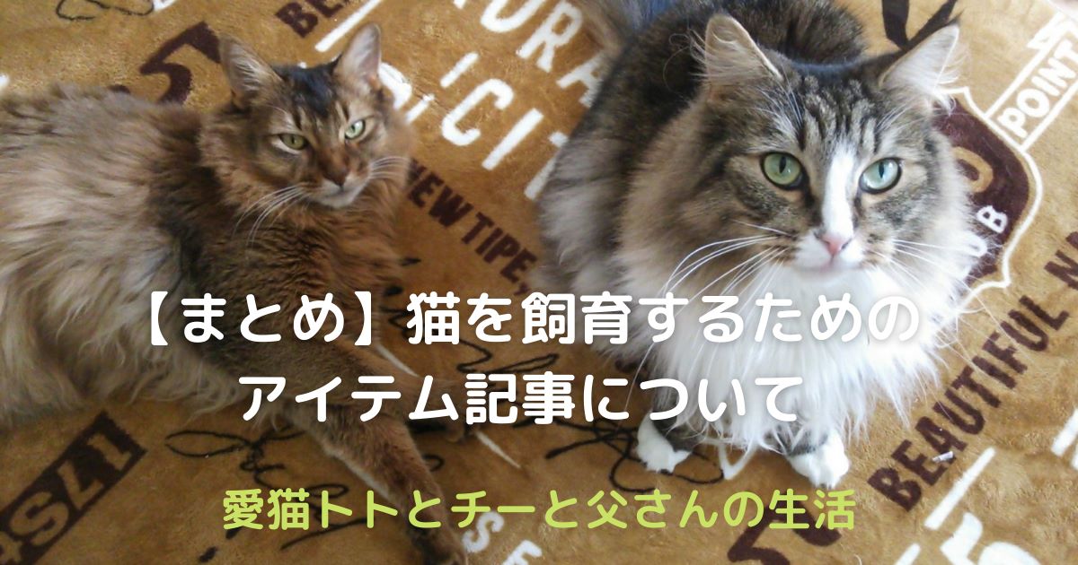 猫の飼育アイテム_アイキャッチ