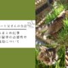 猫草まとめ記事