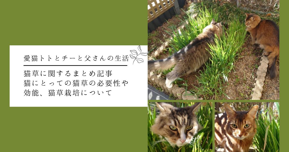 猫草まとめ記事