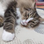 春の昼寝祭り！猫も人間も春はやっぱり眠いのです！！