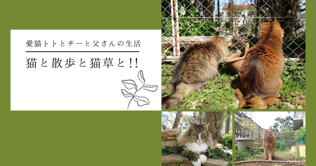 猫と散歩と猫草_アイキャッチ