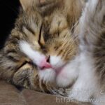 最近、我が家の猫が父さん（飼い主）の近くで寝るようになりました！！