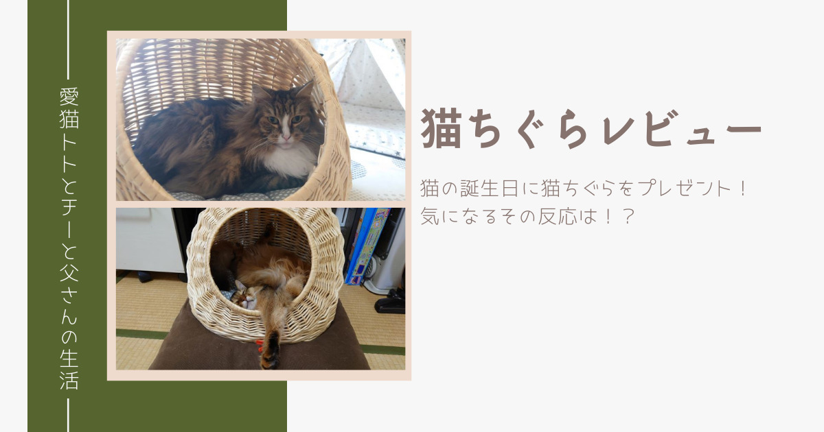 アイキャッチ_猫ちぐら