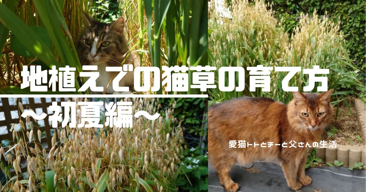 猫草_アイキャッチ