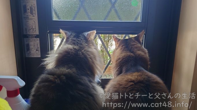 雨の日と晴れの日の猫の過ごし方