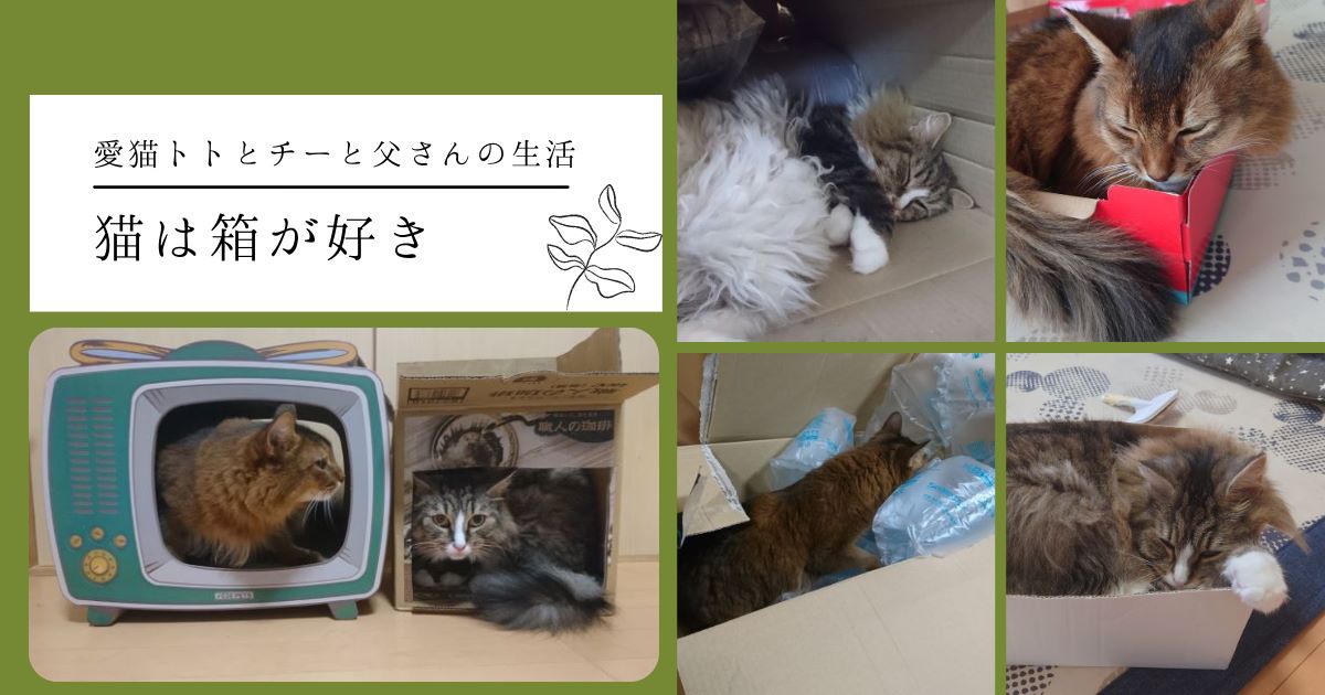 猫は箱が好き