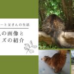 猫のお尻の画像とお尻グッズ・書籍（コミック）の紹介
