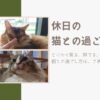 休日の猫との過ごし方