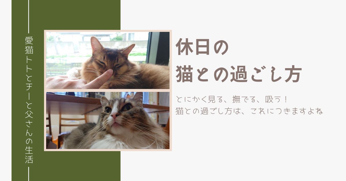 休日の猫との過ごし方