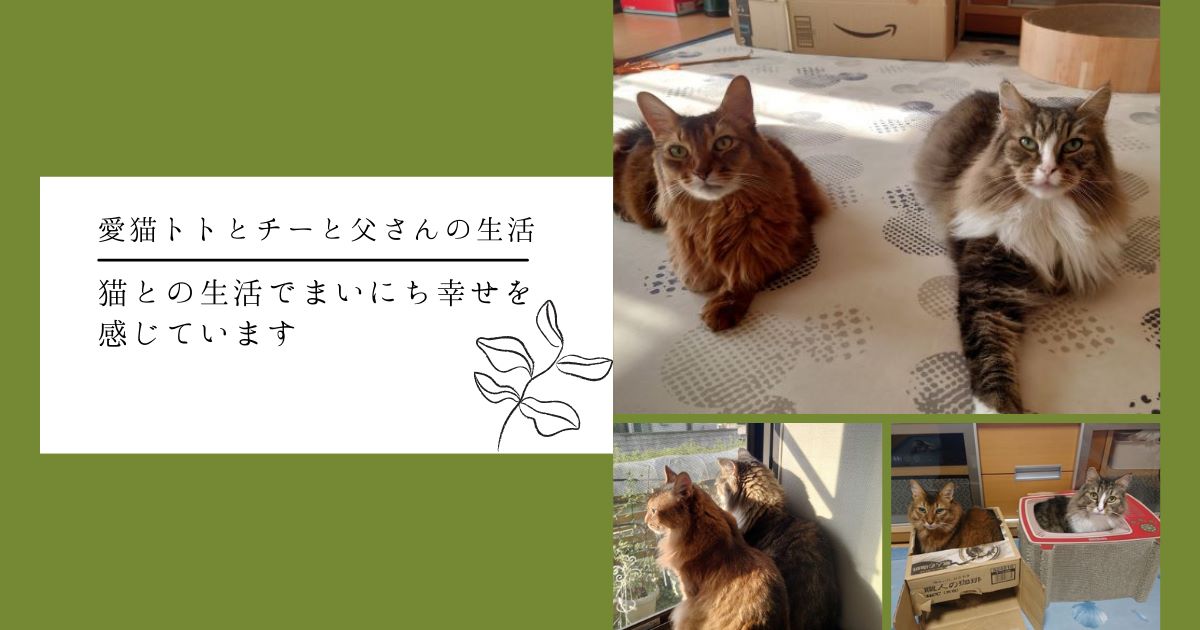 猫との生活でまいにち幸せを感じています