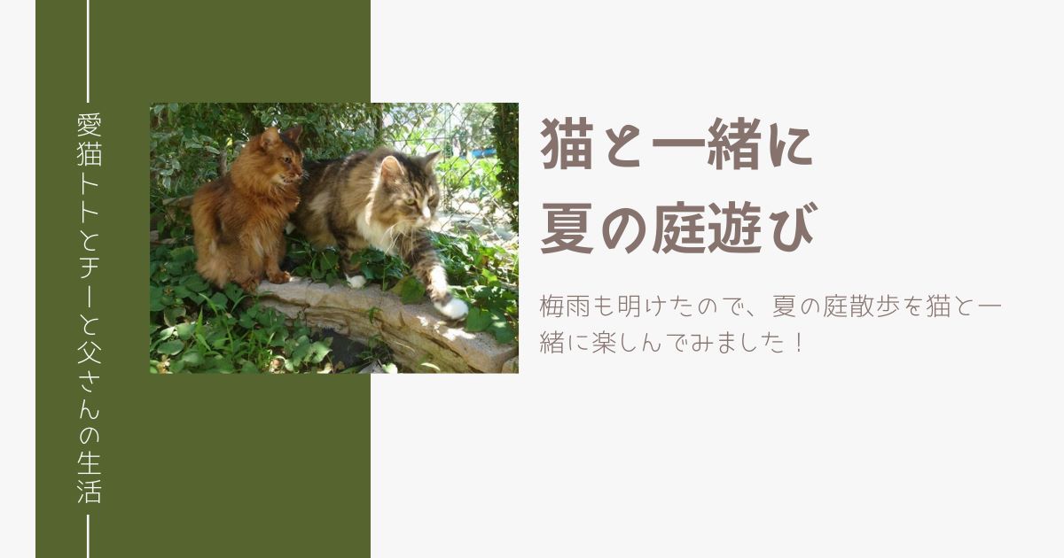 猫と一緒に夏の庭遊び