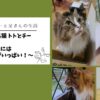 我家の癒し系猫 トトとチー　～猫との生活には癒しがいっぱい！～