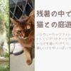 残暑の中での猫との庭遊び