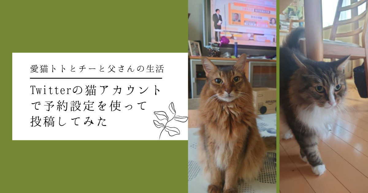 Twitterの猫アカウントで予約設定を使って投稿してみた～ストーリー性を出したい企画と相性がいいかも！～