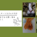 猫は一部分でも可愛い事を証明せよ