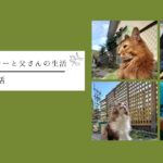 猫がいる生活