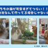 猫 可愛すぎる つらい