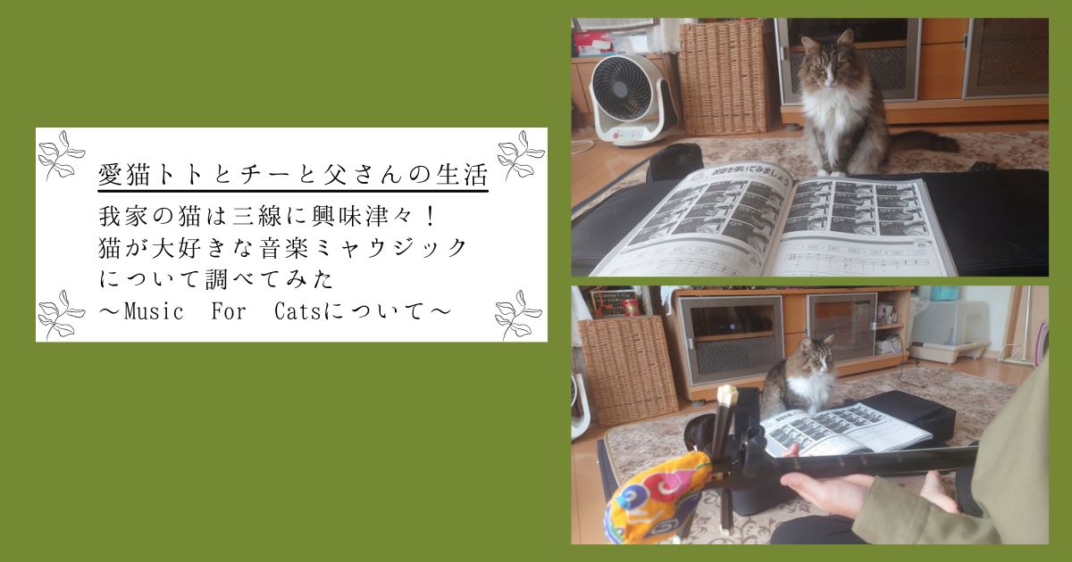 我が家の猫は三線に興味津々！猫が大好きな音楽ミャウジックについて調べてみた（Music For Cats）