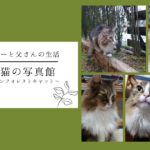 かわいい猫の写真館　～ノルウェージャンフォレストキャット～