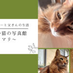 かわいい猫の写真館　～ソマリ～