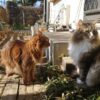まだまだ空気は冷たいですが、ポカポカの日差しの中、庭散歩を楽しむ我家の猫たち