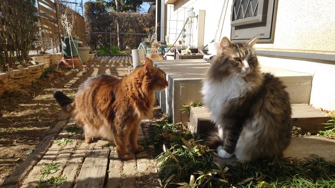 まだまだ空気は冷たいですが、ポカポカの日差しの中、庭散歩を楽しむ我家の猫たち