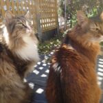 今日も猫と幸せな時間を過ごすことができたことに感謝！