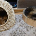 金沢出張で猫としばしのお別れ！トトとチーよ、お留守番は頼んだぞ！！