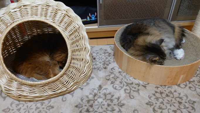 金沢出張で猫としばしのお別れ！トトとチーよ、お留守番は頼んだぞ！！