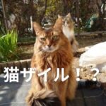 我が家のネコザイルがニャンニャントレインを披露