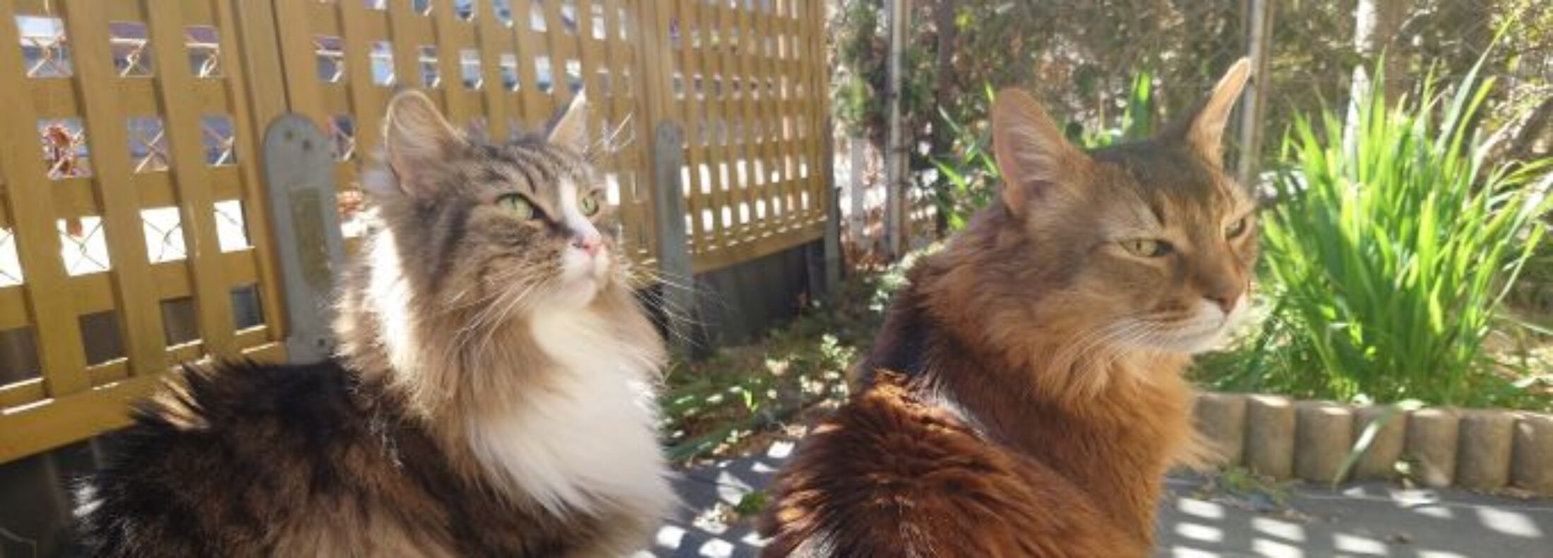 今日も猫と幸せな時間を過ごすことができたことに感謝!
