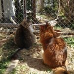 早朝から赤ちゃん言葉で猫と戯れるおじさん登場！世間では気持ち悪いと思われているのか？