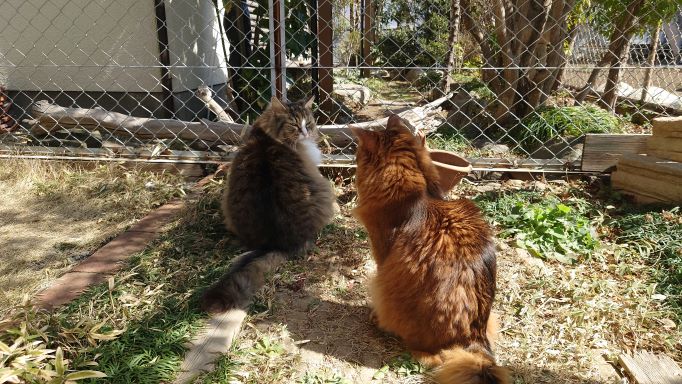 早朝から赤ちゃん言葉で猫と戯れるおじさん登場！世間では気持ち悪いと思われているのか？