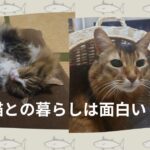 やっぱり猫との生活はおもしろい！！！