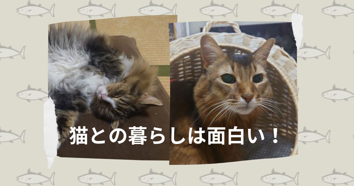 やっぱり猫との生活はおもしろい！！！