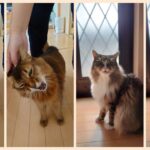ふわもこ、癒しの味方！ 猫たちがもたらすストレス解消効果