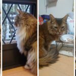これはやばい！！！父さん、仕事がハードモードでトトとチーから三行半！？