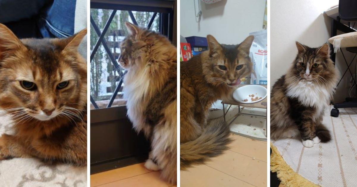これはやばい！！！父さん、仕事がハードモードでトトとチーから三行半！？