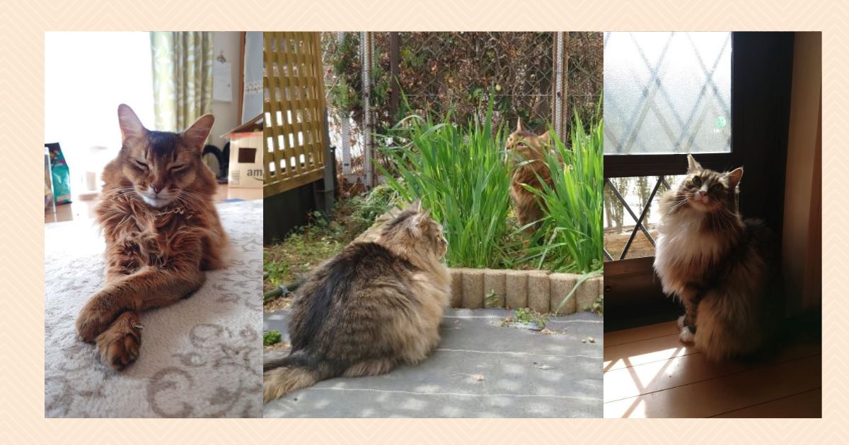 会社は賃上げしてくれませんが愛猫のトトからボーナスを頂きました！
