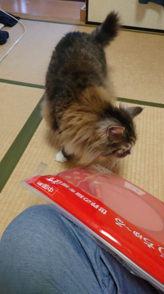 ちゃおチュール キャットハウス」に近づく猫、ノルウェージャンフォレストキャットのトト