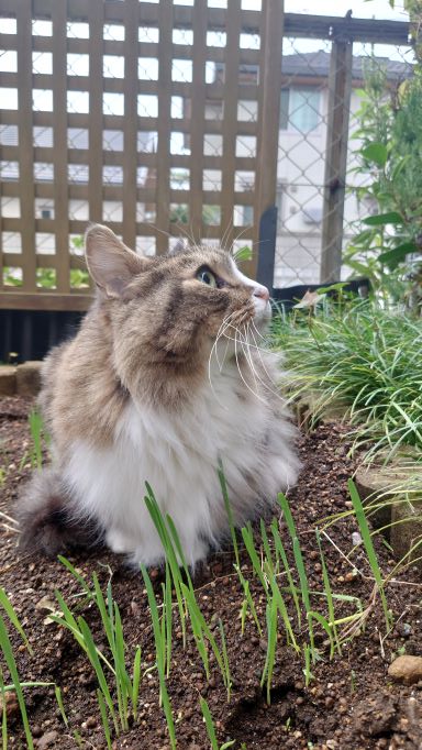 大好きな庭に出て気持ちも穏やかになった猫のトト