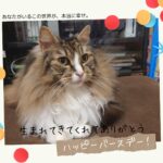 ノルウェージャンフォレストキャットのトトの誕生日祝い