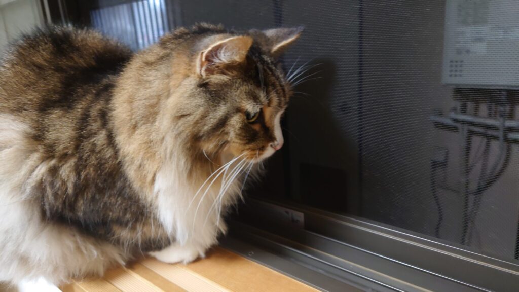 窓辺でキリギリスを発見してじっと見つめる猫、ノルウェージャンフォレストキャットのトト
