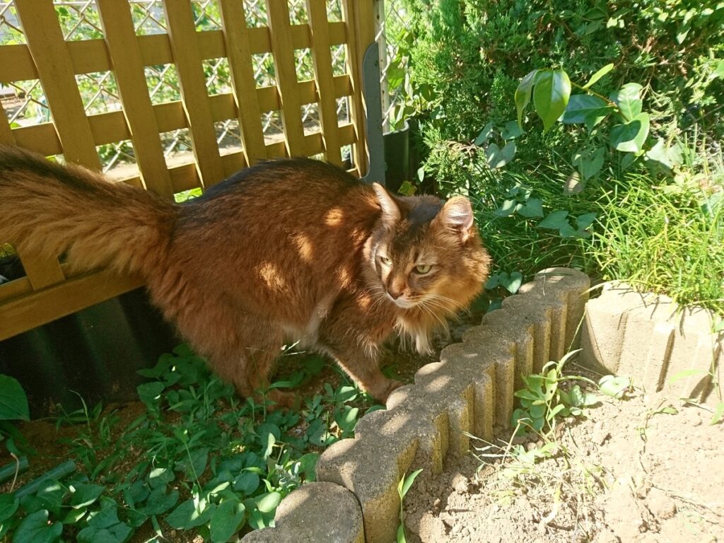 暑い中、日陰で休憩する猫、ソマリのチー