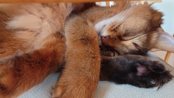 熟睡する猫、ソマリのチー