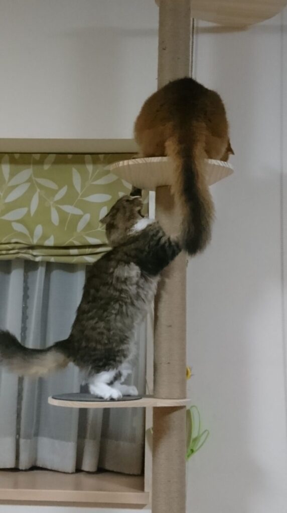 CAT TOWERで戦う猫、トト（ノルウェージャンフォレストキャット）とチー（ソマリ）