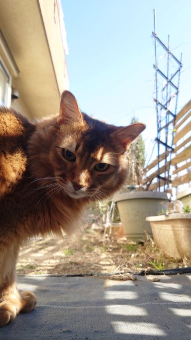 カメラをのぞき込む猫、ソマリのチー